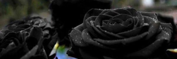Fay_Neeka's profile banner image