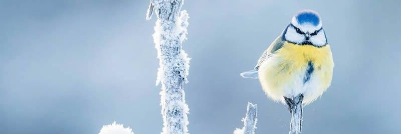 TrollFella banner