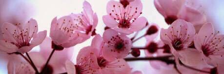 Madelyn_Flowers's profile banner image
