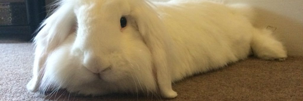 SallySnowball_'s profile banner image