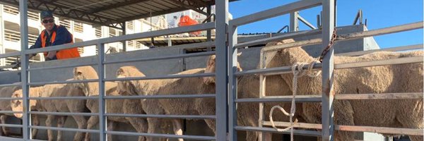 AustLiveExports Profile Banner