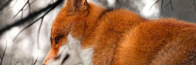 PrJedusor's profile banner image