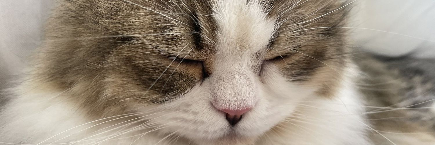 orinpeahe's profile banner image