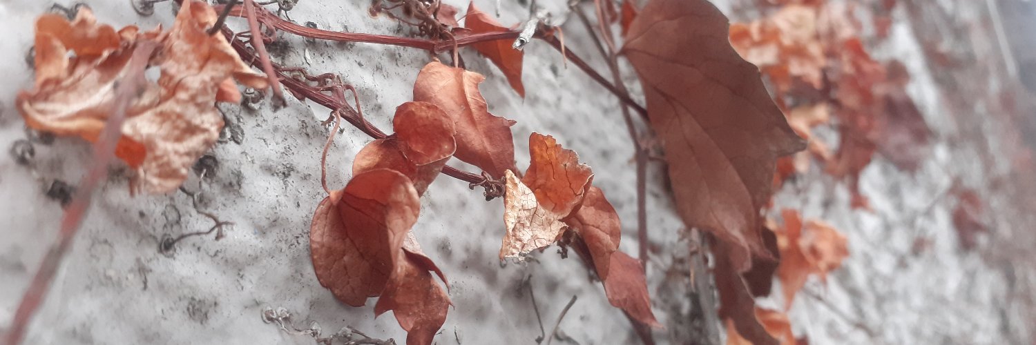 willwharfe's profile banner image