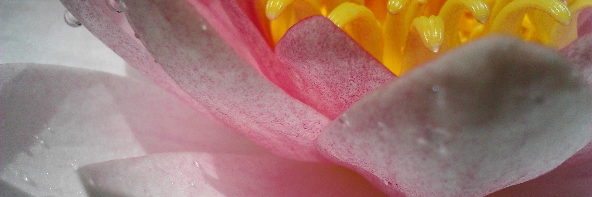 BhaktiFlower's profile banner image