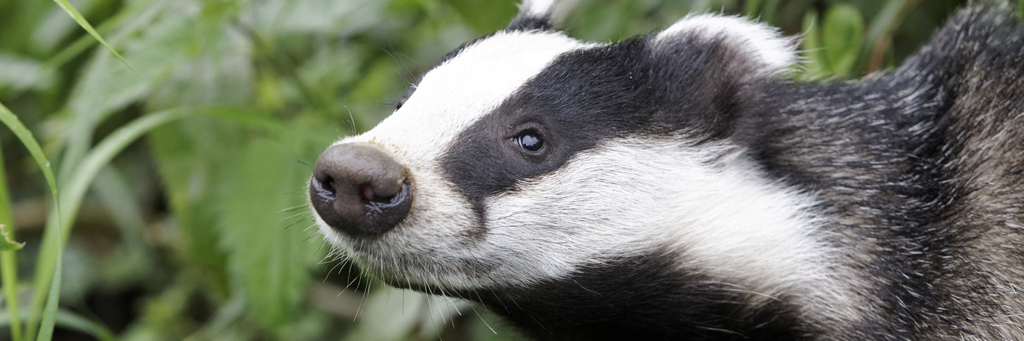 ChaddyBadger's profile banner image