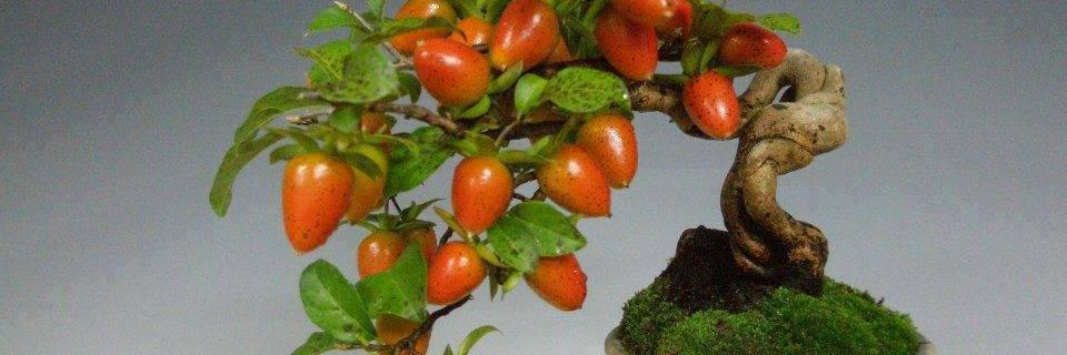 MaheshNarayan Whaval banner