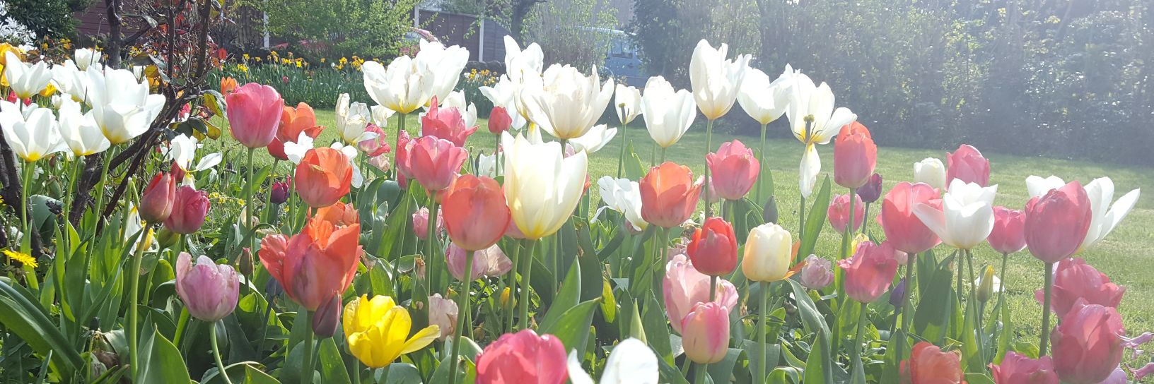 sallyloub's profile banner image