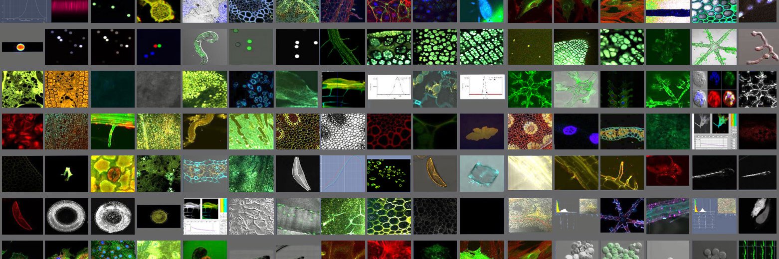 Breanne Kisselstein banner