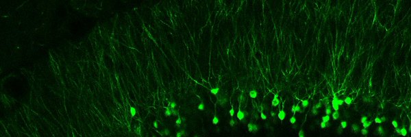 Gabel_Lab Profile Banner