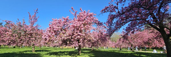 elleruchi Profile Banner