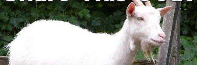 foxmonsell's profile banner image