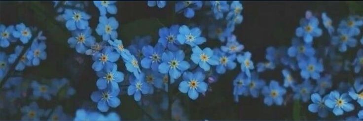 Elarialis 🌼 banner