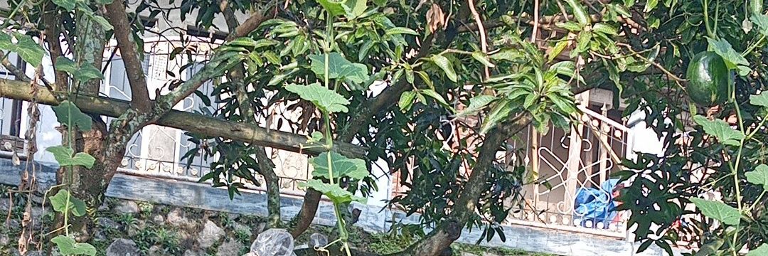 IipNuraini🌿🌿🌿 banner