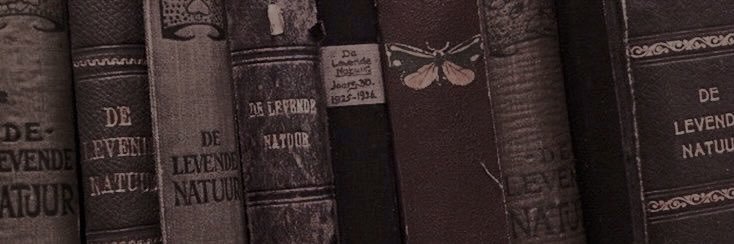 AngelLibrarian_'s profile banner image