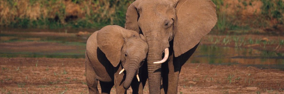 Cape to Addo Safaris banner