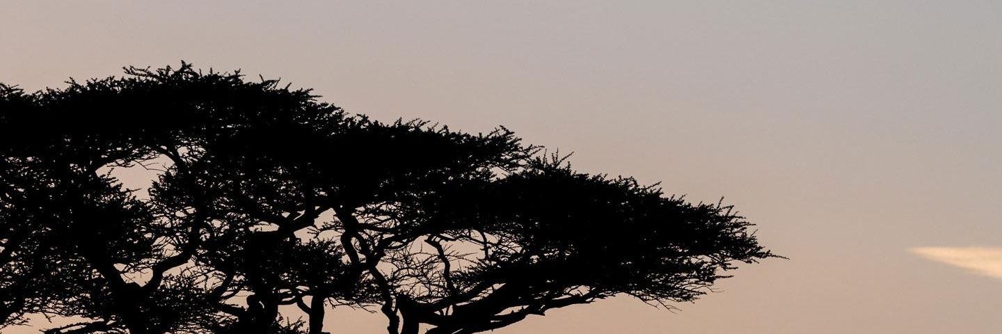 DeadWalker221's profile banner image