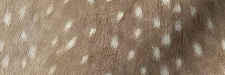 homie boy 🪽 banner