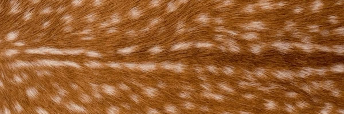 ayenevan's profile banner image