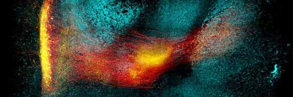 mitbrainandcog Profile Banner