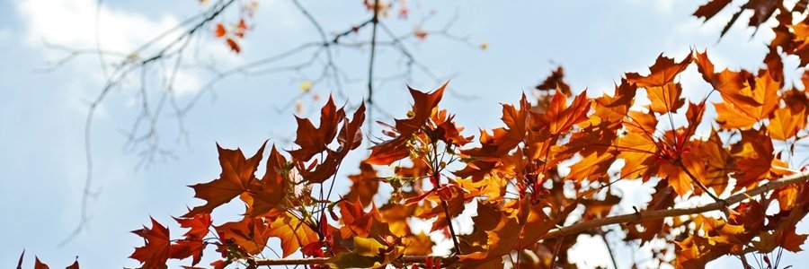CLCTranslate's profile banner image