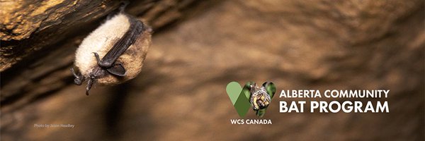 albertabats Profile Banner
