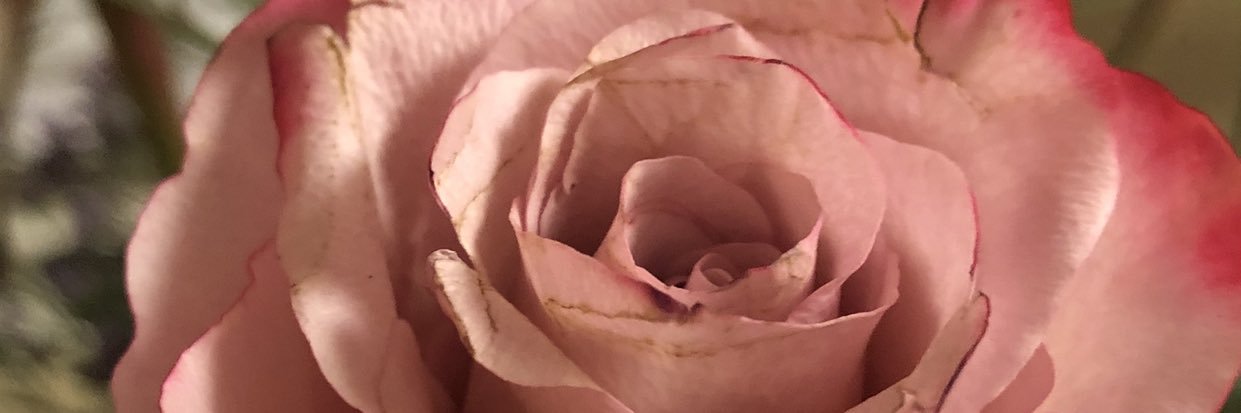 Ms_Gallagher1's profile banner image