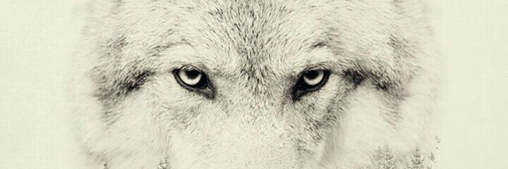 HarissonFju's profile banner image