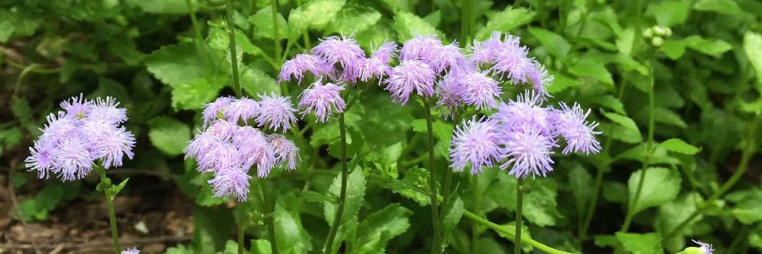 fl_nativegarden's profile banner image