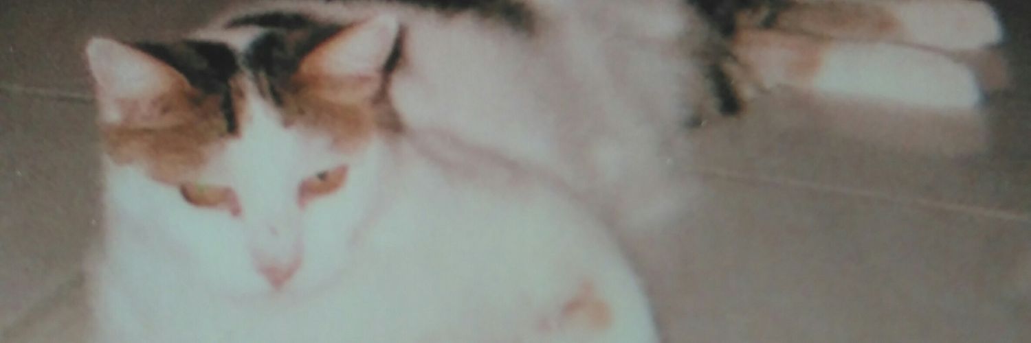 nochkanouche's profile banner image
