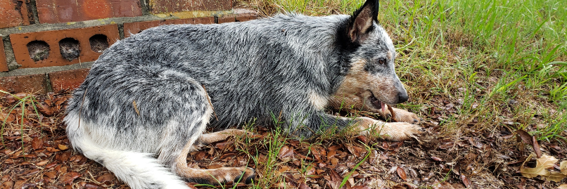 Patrick Allen banner