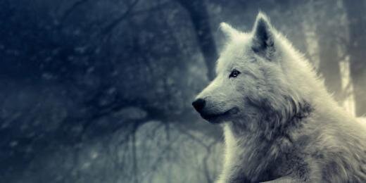 dimexo's profile banner image