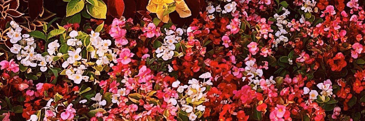 julesmonlea1's profile banner image