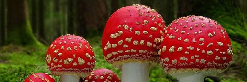 parasmushroom's profile banner image