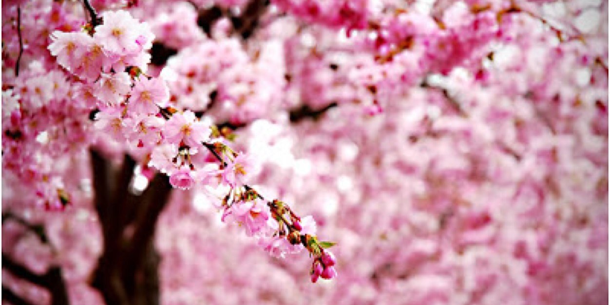 cindyrellahh's profile banner image