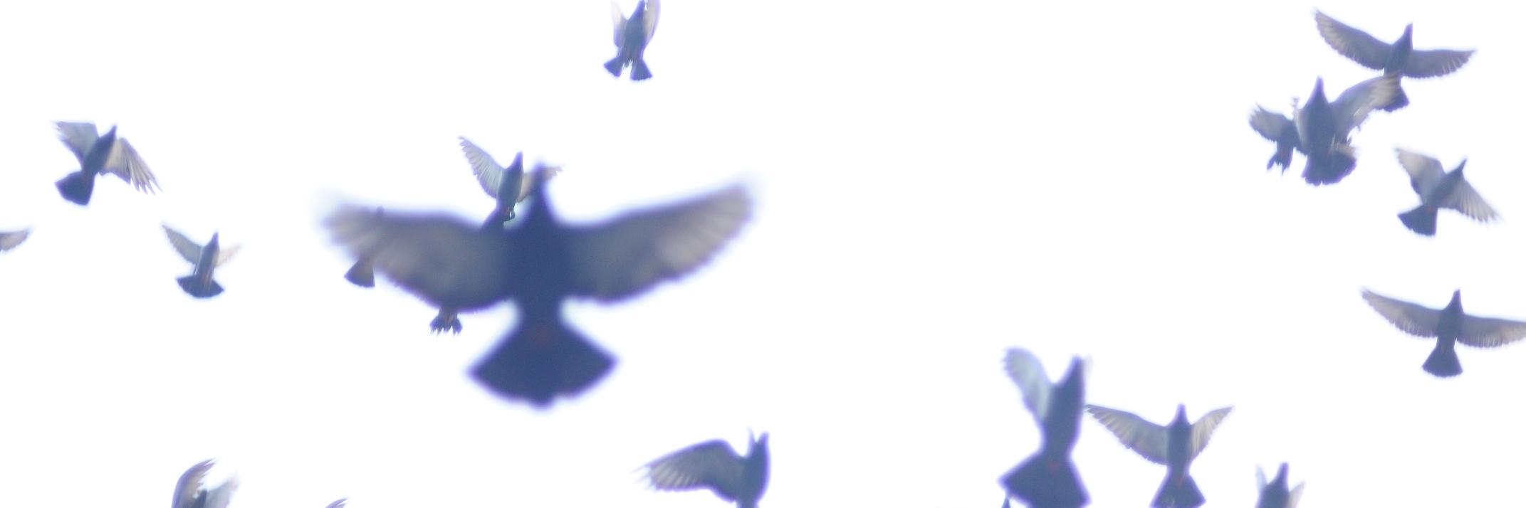 Shinoysivan's profile banner image