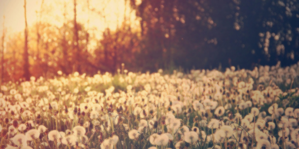prongslovers's profile banner image