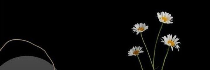 maiooiii's profile banner image