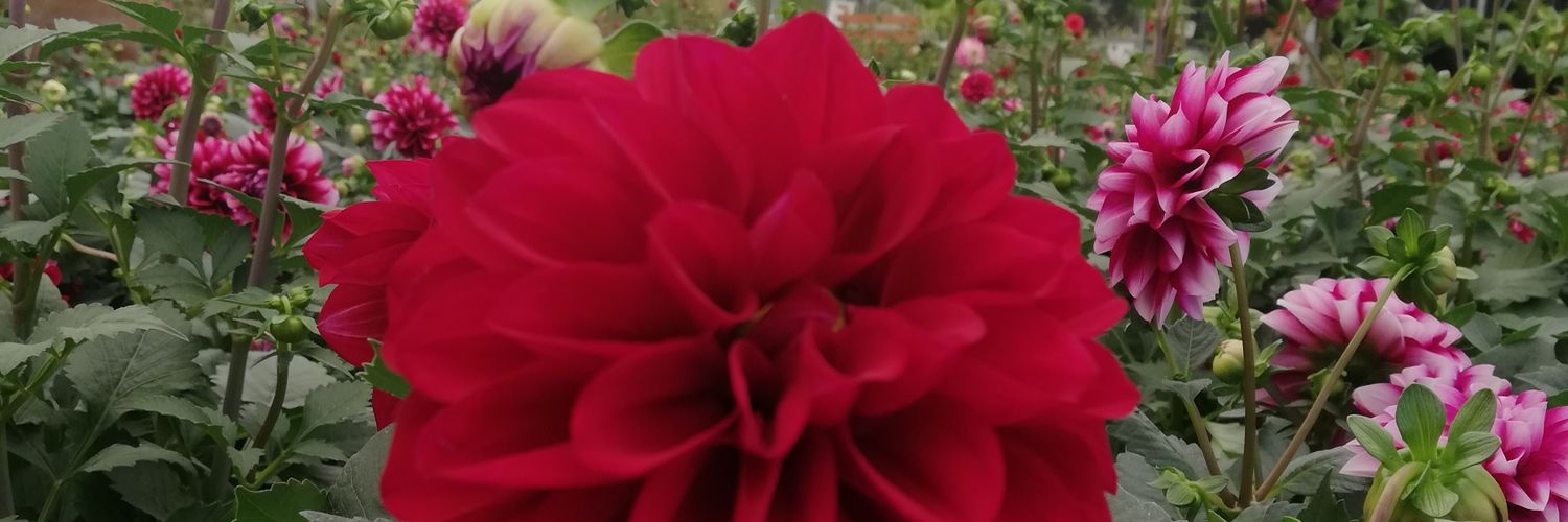 JazzDiaz98's profile banner image