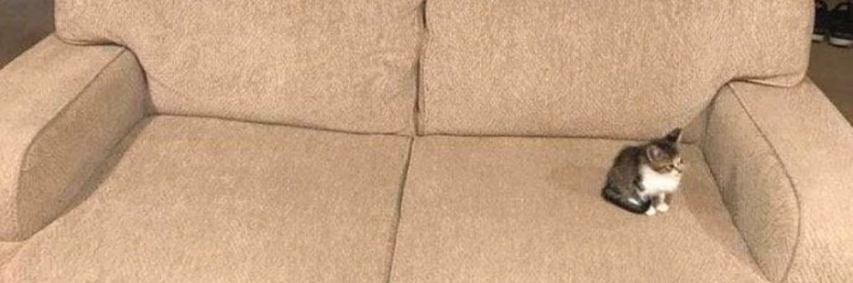 P o o P e A 🐈 banner