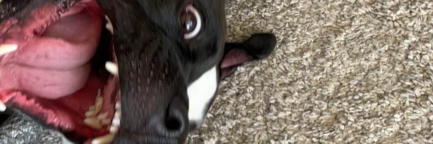 KaitlynLeary16's profile banner image