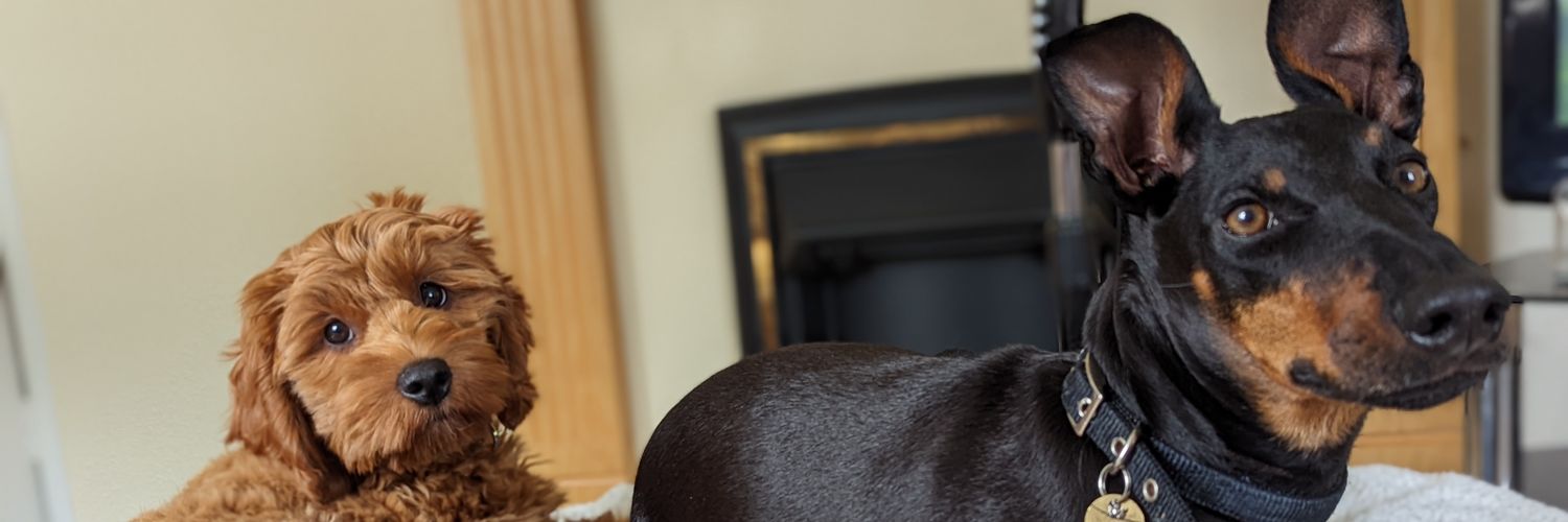 3lliem4y's profile banner image
