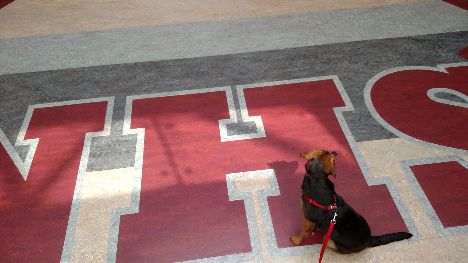 Lydia the Therapy Dog 🐕 banner