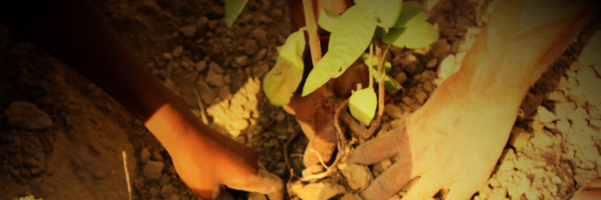 WePlantIndia's profile banner image