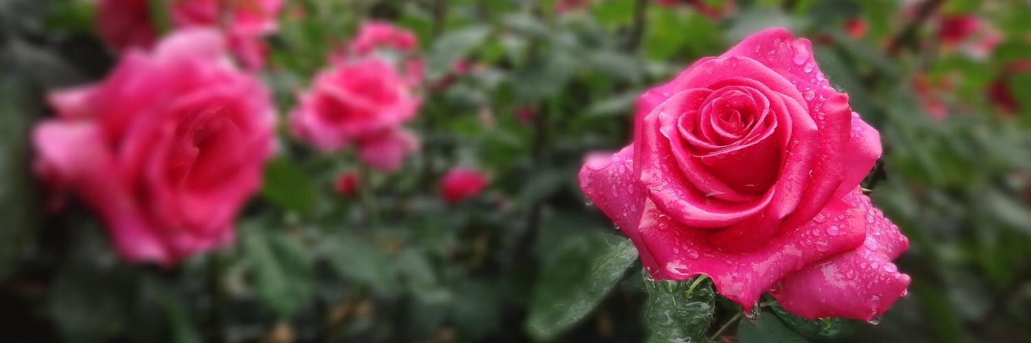 miho_copi's profile banner image