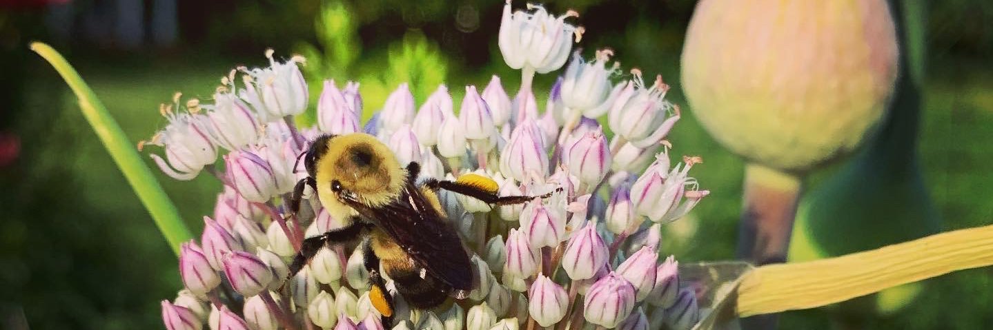 Duke Env Law Clinic banner