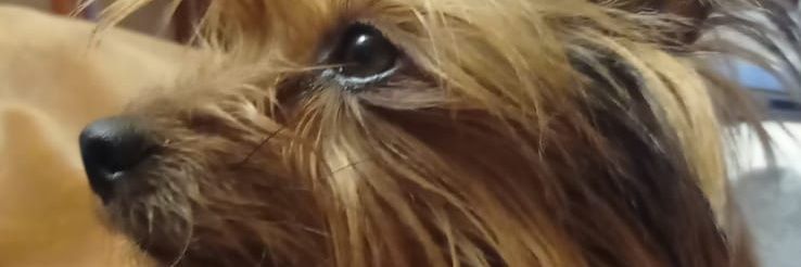 Xelinxi's profile banner image