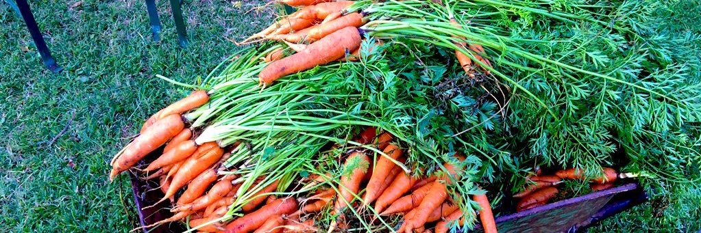 Farmercist🐔🐏🐎🐂🐑🐐💊💊💉💉 banner