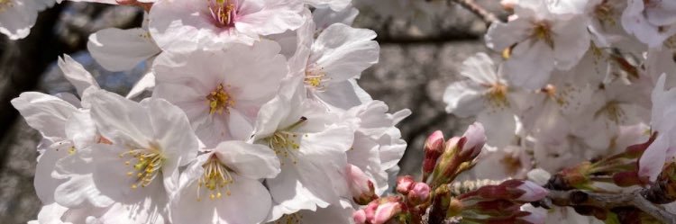 mkmkすぷりんぐすてぃーん🌸 banner