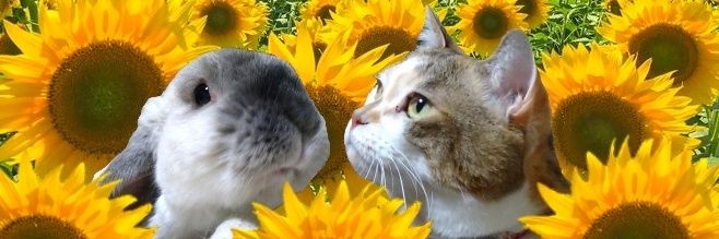 ひまわり's banner